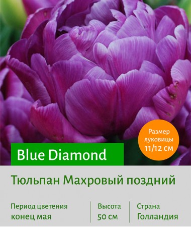 Тюльпан Махровый поздний (double late) Blue Diamond